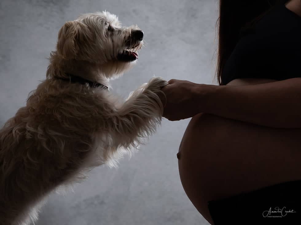 Une séance grossesse avec le chien